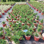 Skalník Dammerov (Cotoneaster dammeri) ´EICHHOLZ´ - výška 20-30 cm, ⌀ 20-30 cm, kont. C2L